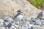 common ringed plover