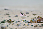 common ringed plover