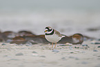 common ringed plover