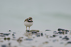 common ringed plover