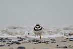 common ringed plover