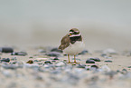 common ringed plover