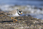 common ringed plover