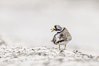 common ringed plover