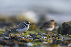 ringed plover