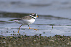 ringed plover