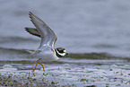 ringed plover