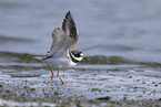 ringed plover
