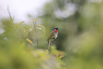 rubythroat