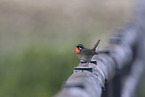 rubythroat