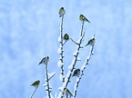 common siskin