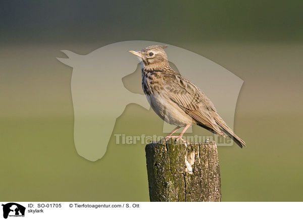 skylark / SO-01705