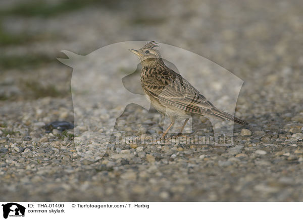 common skylark / THA-01490