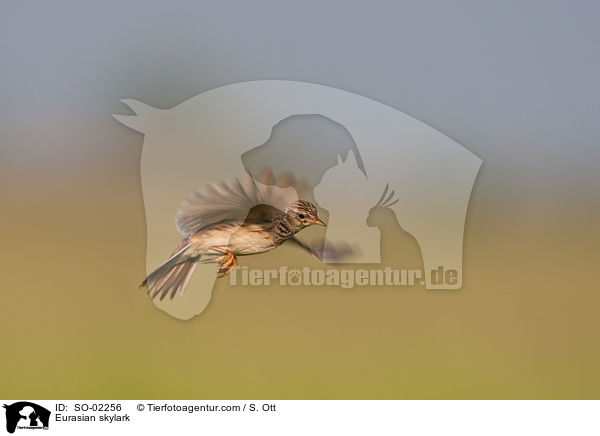 Eurasian skylark / SO-02256