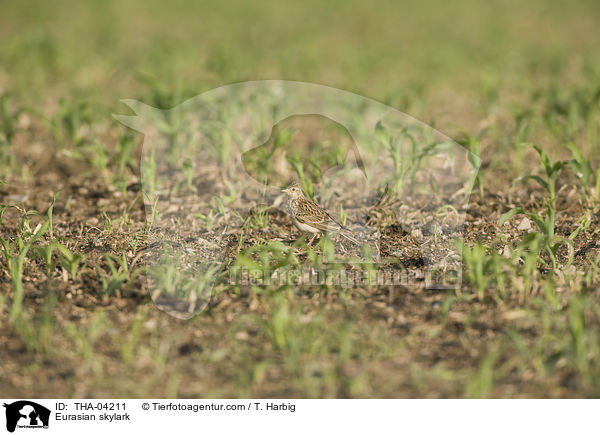 Eurasian skylark / THA-04211