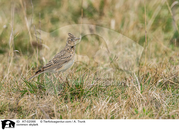 common skylark / AT-02066