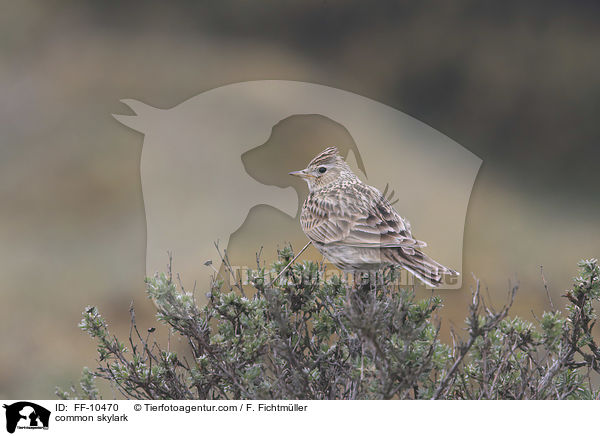 common skylark / FF-10470