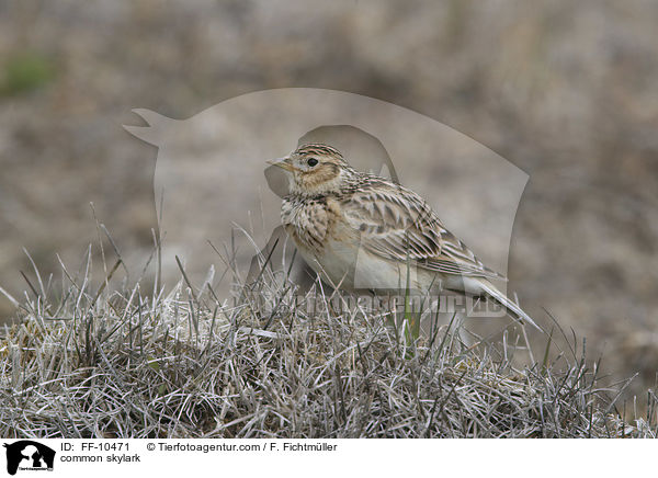common skylark / FF-10471