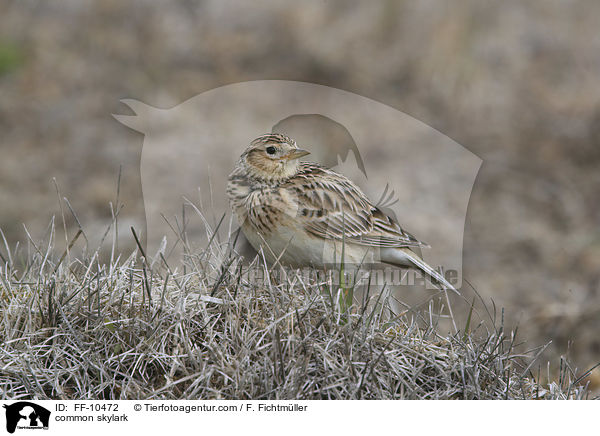 common skylark / FF-10472