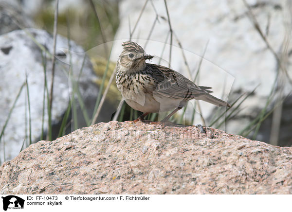 common skylark / FF-10473
