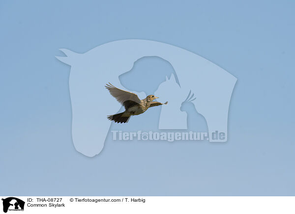 Feldlerche / Common Skylark / THA-08727