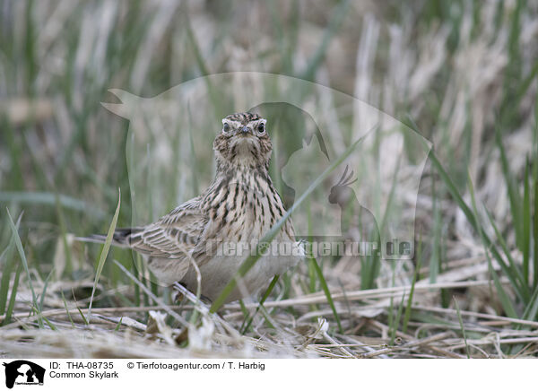Feldlerche / Common Skylark / THA-08735