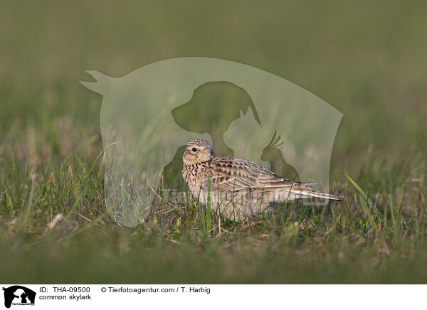 Feldlerche / common skylark / THA-09500