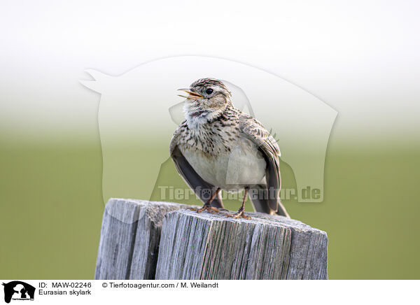Feldlerche / Eurasian skylark / MAW-02246