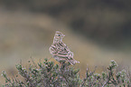 common skylark