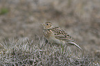 common skylark