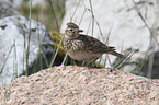 common skylark