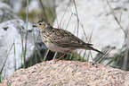common skylark
