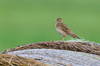 common skylark