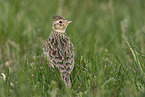 Common Skylark