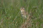 Common Skylark