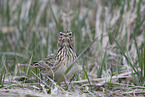Common Skylark