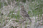 Common Skylark
