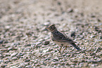 Eurasian skylark
