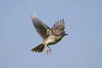 Eurasian skylark