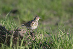 Eurasian skylark