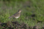 Eurasian skylark