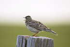 Eurasian skylark
