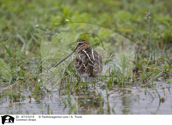 Bekassine / Common Snipe / AT-01015