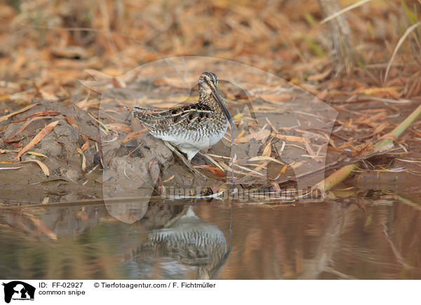 common snipe / FF-02927