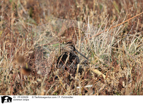 common snipe / FF-02929