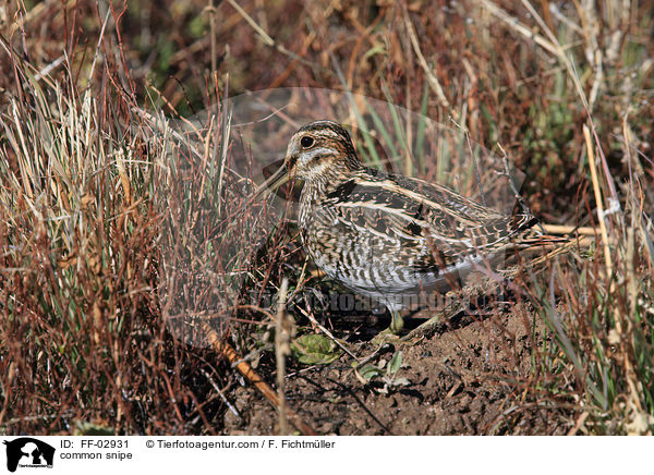 common snipe / FF-02931