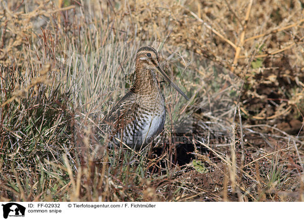 Bekassine / common snipe / FF-02932