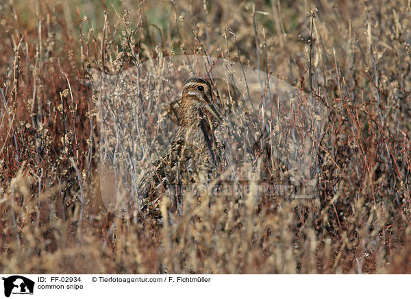 common snipe / FF-02934