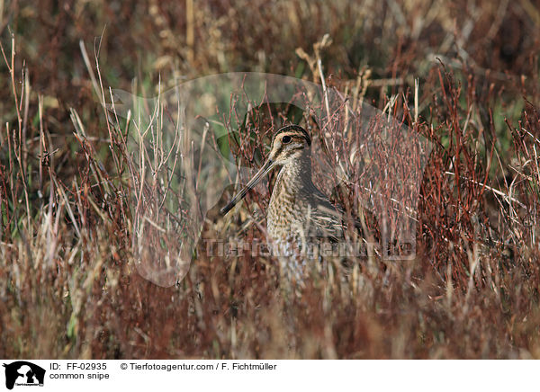 common snipe / FF-02935