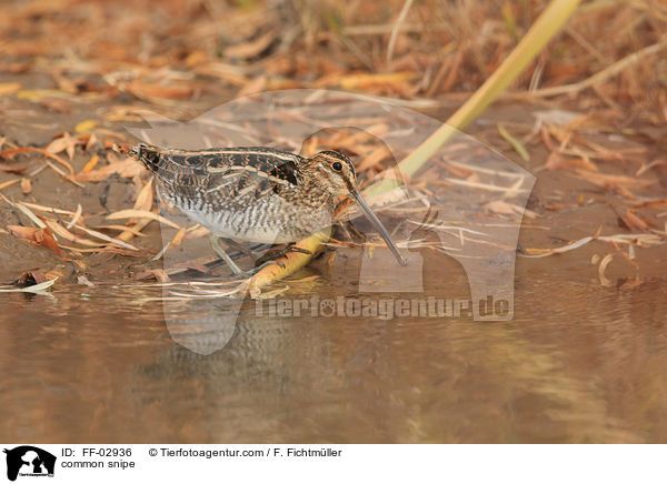 common snipe / FF-02936